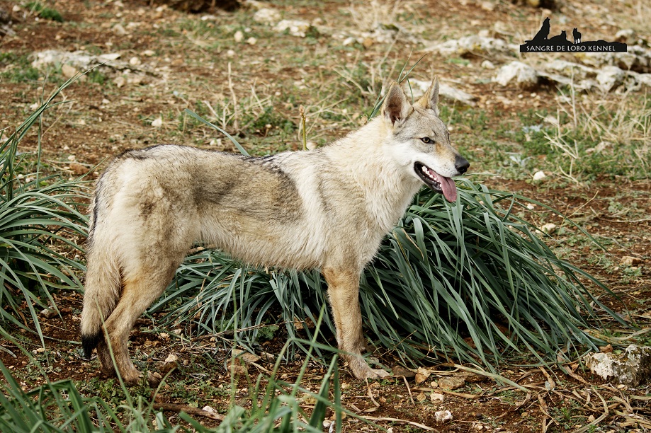 perro_lobo_checoslovaco_newyear_monte_sangre_de_lobo_07