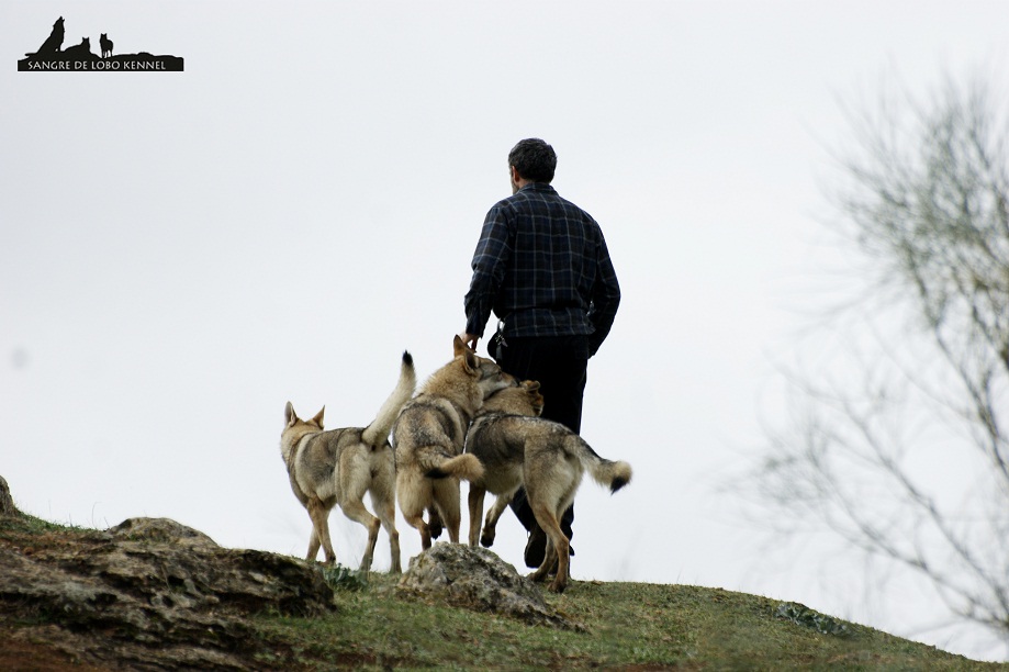 perro_lobo_checoslovaco_newyear_monte_sangre_de_lobo_08