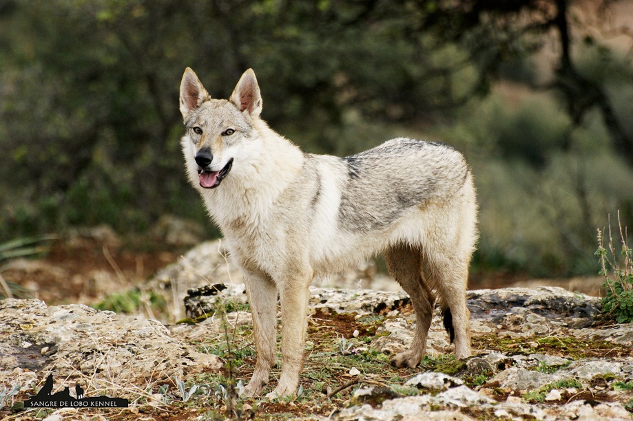 perro_lobo_checoslovaco_newyear_monte_sangre_de_lobo_09