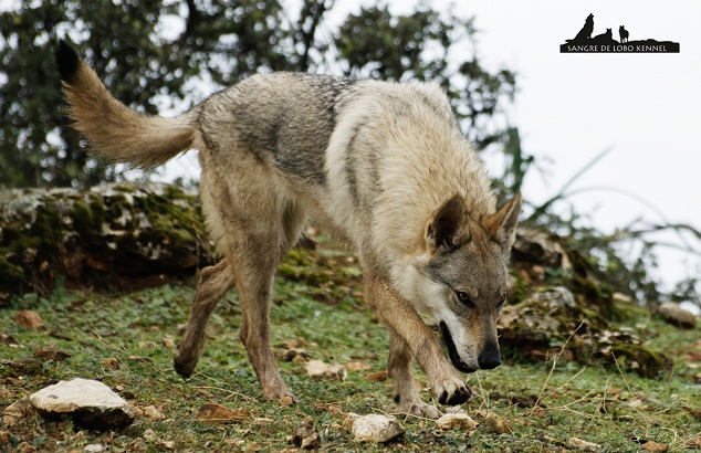 perro_lobo_checoslovaco_newyear_monte_sangre_de_lobo_10