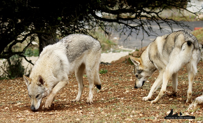 perro_lobo_checoslovaco_newyear_monte_sangre_de_lobo_11