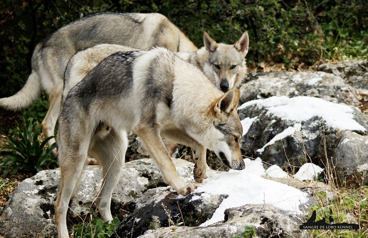 perro_lobo_checoslovaco_newyear_monte_sangre_de_lobo_12