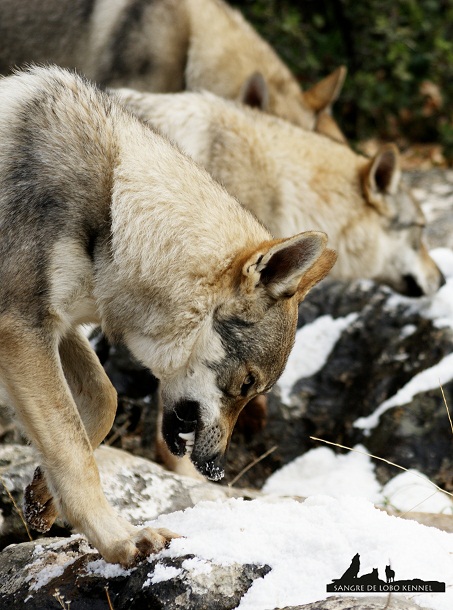 perro_lobo_checoslovaco_newyear_monte_sangre_de_lobo_13