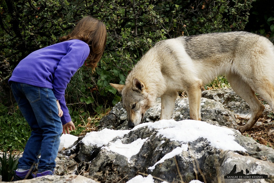 perro_lobo_checoslovaco_newyear_monte_sangre_de_lobo_14