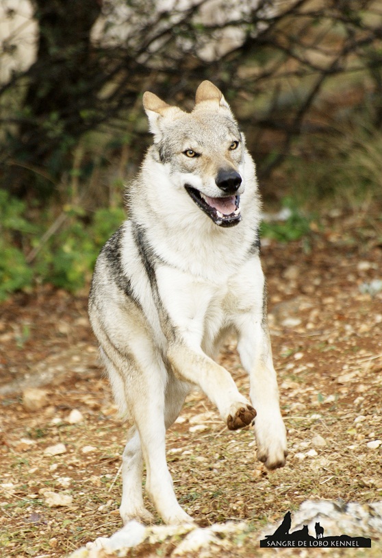 perro_lobo_checoslovaco_newyear_monte_sangre_de_lobo_15