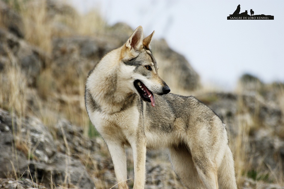 perro_lobo_checoslovaco_newyear_monte_sangre_de_lobo_16