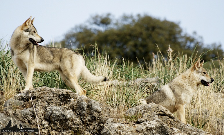 perro_lobo_checoslovaco_newyear_monte_sangre_de_lobo_17