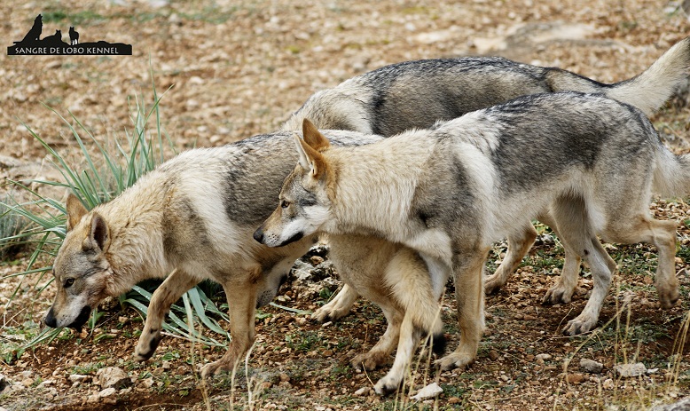 perro_lobo_checoslovaco_newyear_monte_sangre_de_lobo_19