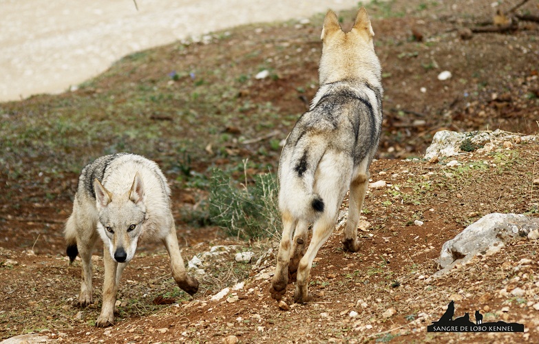 perro_lobo_checoslovaco_newyear_monte_sangre_de_lobo_20