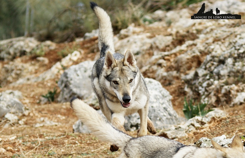 perro_lobo_checoslovaco_newyear_monte_sangre_de_lobo_21