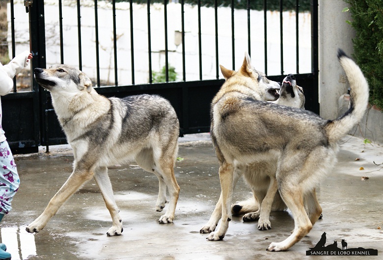 perro_lobo_checoslovaco_newyear_patio_sangre_de_lobo_01