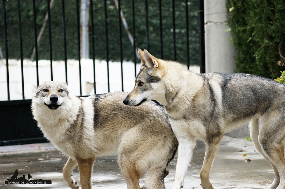 perro_lobo_checoslovaco_newyear_patio_sangre_de_lobo_02