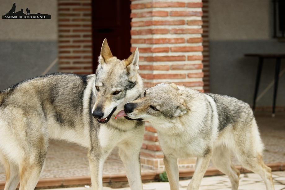 perro_lobo_checoslovaco_newyear_patio_sangre_de_lobo_04