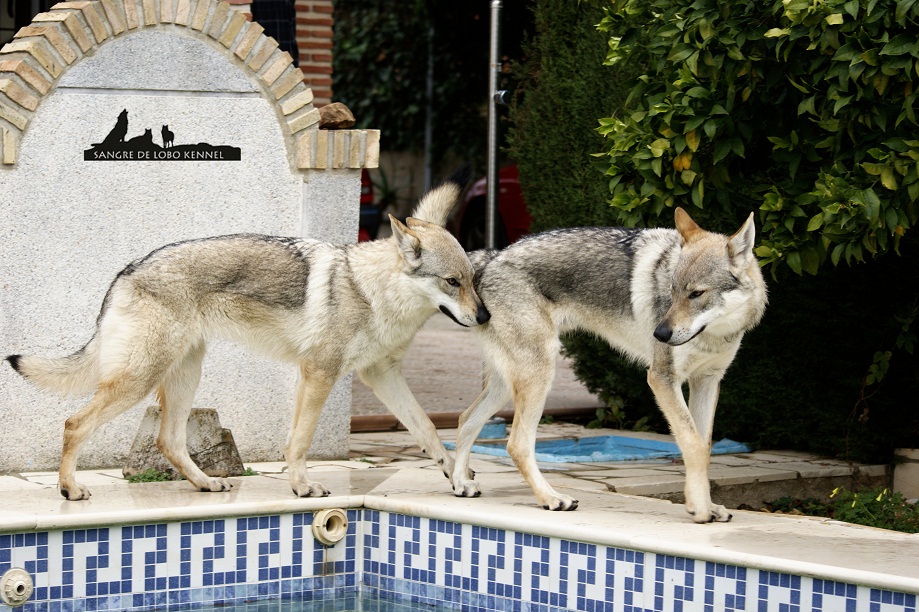 perro_lobo_checoslovaco_newyear_patio_sangre_de_lobo_05