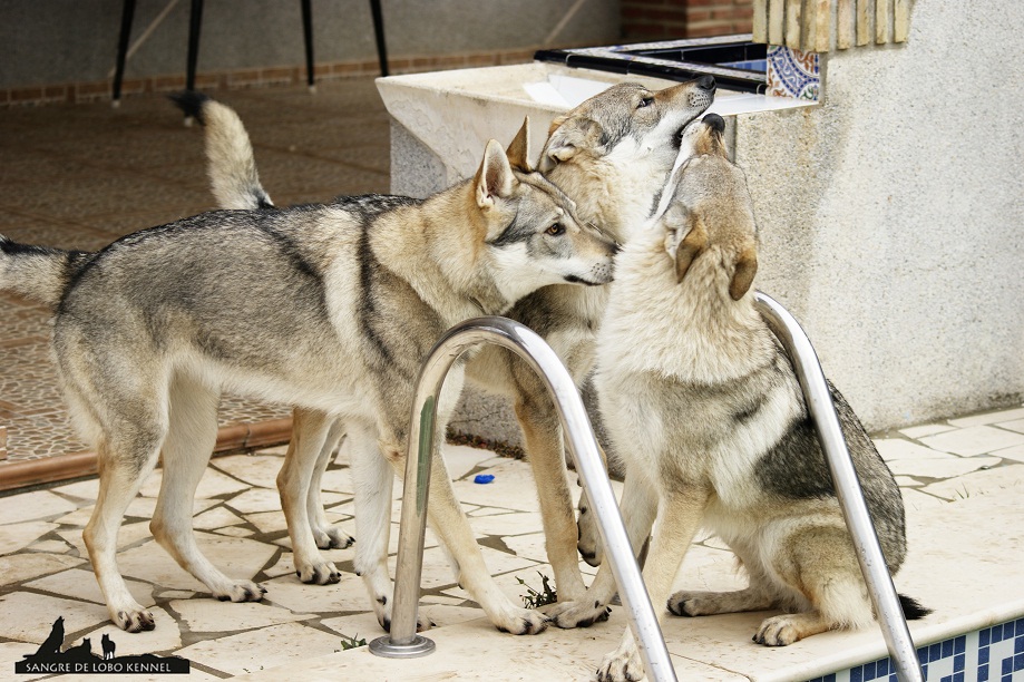 perro_lobo_checoslovaco_newyear_patio_sangre_de_lobo_06