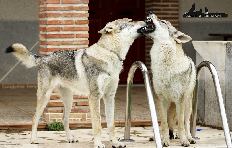 perro_lobo_checoslovaco_newyear_patio_sangre_de_lobo_07