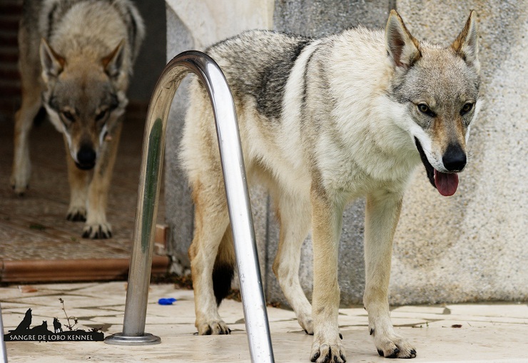 perro_lobo_checoslovaco_newyear_patio_sangre_de_lobo_08