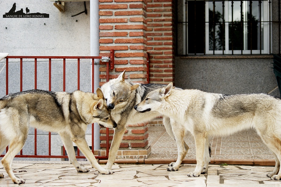 perro_lobo_checoslovaco_newyear_patio_sangre_de_lobo_09