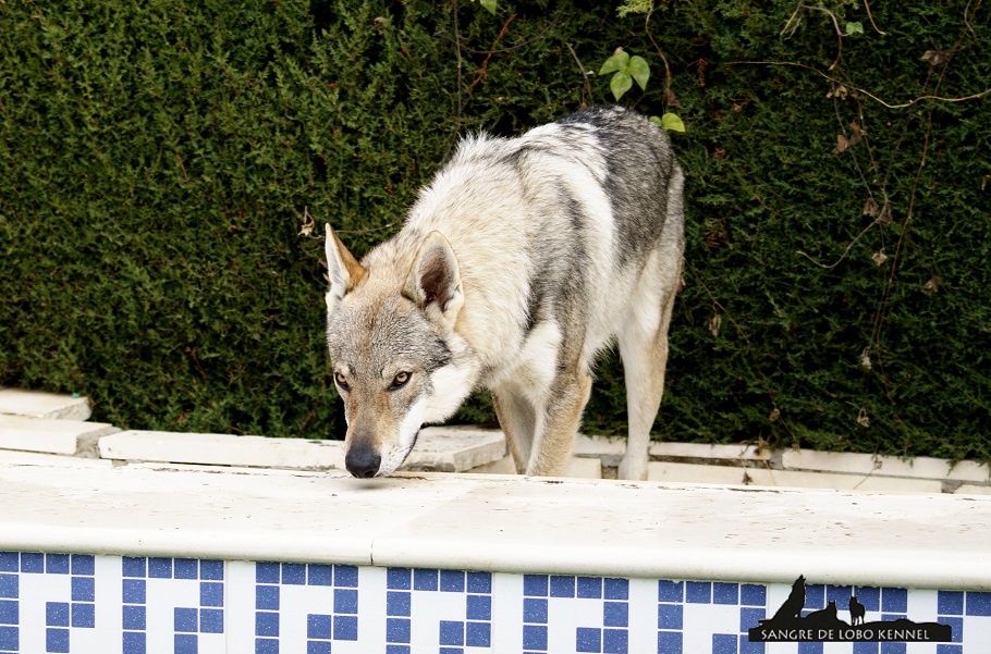 perro_lobo_checoslovaco_newyear_patio_sangre_de_lobo_10