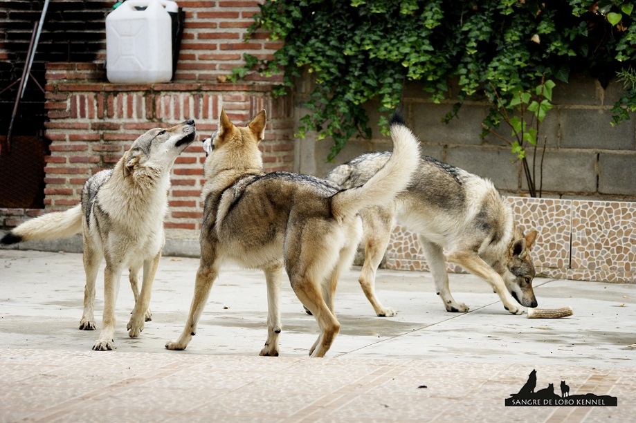 perro_lobo_checoslovaco_newyear_patio_sangre_de_lobo_11