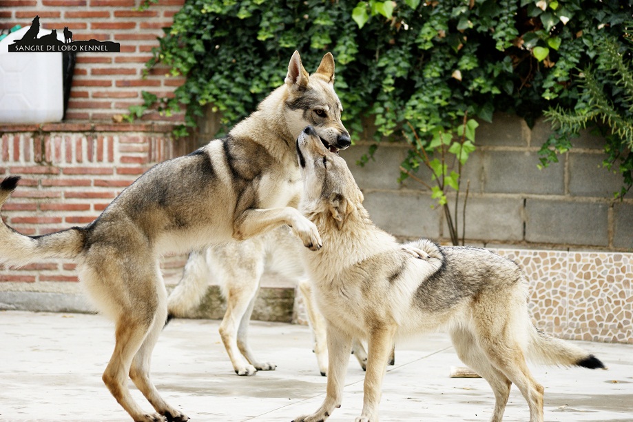 perro_lobo_checoslovaco_newyear_patio_sangre_de_lobo_12