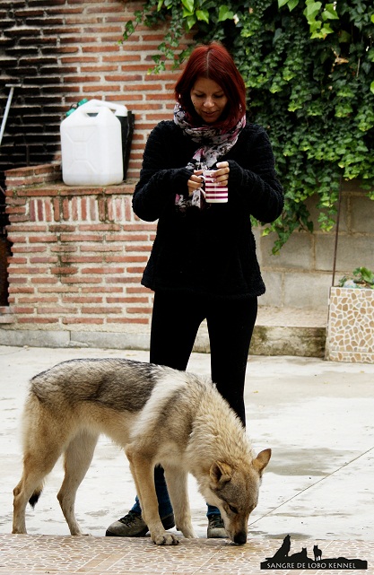 perro_lobo_checoslovaco_newyear_patio_sangre_de_lobo_13