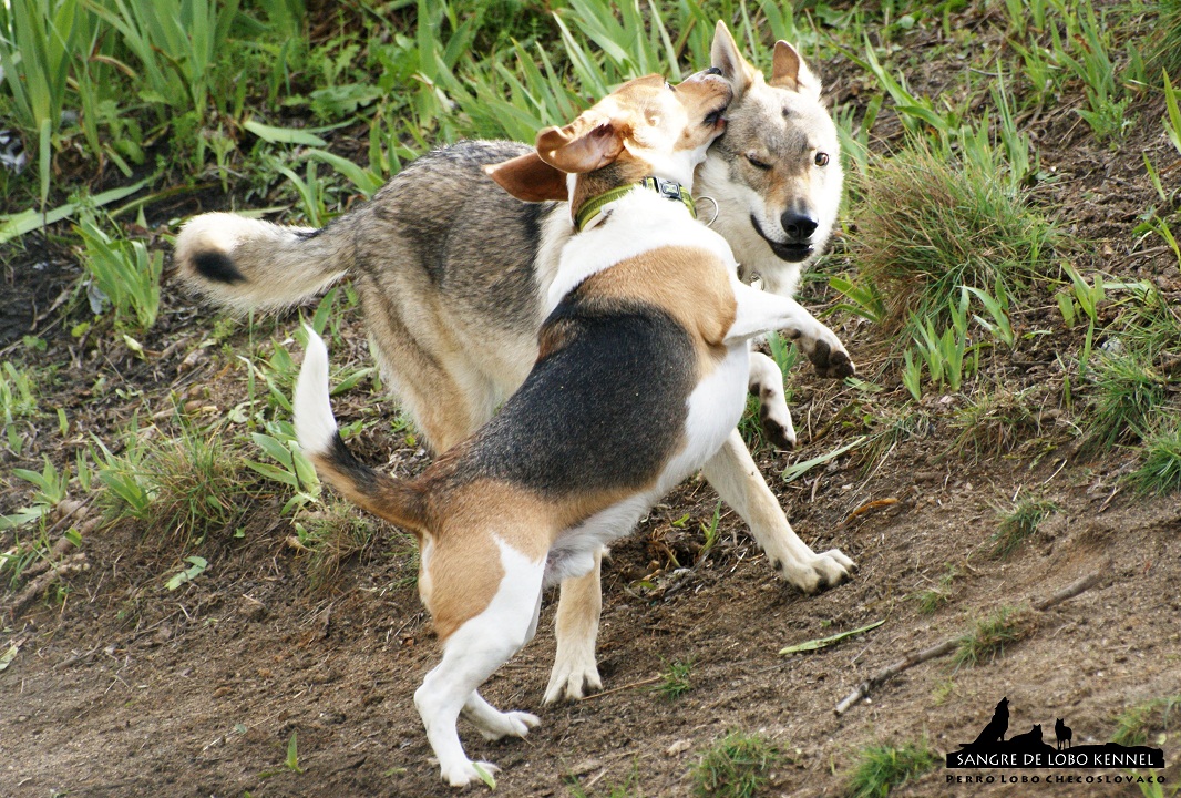 perro_lobo_checoslovaco_sangre_de_lobo_aldaron_parque_canino_amigos_1