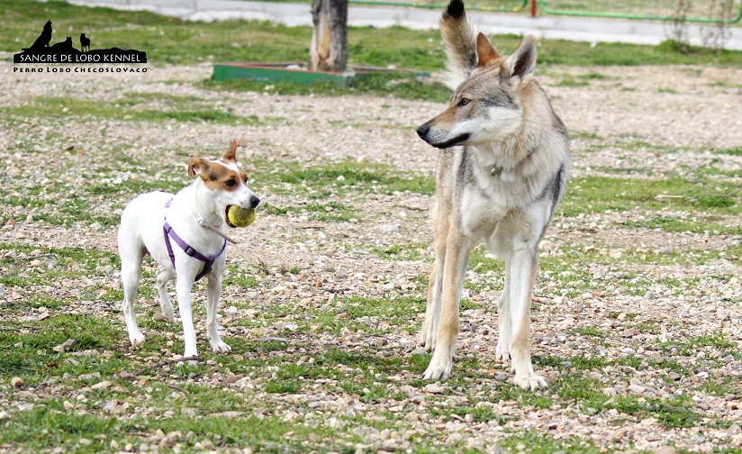 perro_lobo_checoslovaco_sangre_de_lobo_aldaron_parque_canino_amigos_2