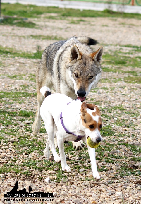 perro_lobo_checoslovaco_sangre_de_lobo_aldaron_parque_canino_amigos_3