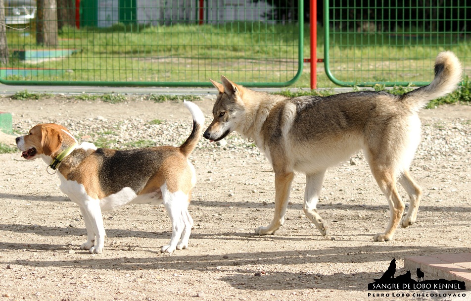 perro_lobo_checoslovaco_sangre_de_lobo_aldaron_parque_canino_amigos_4