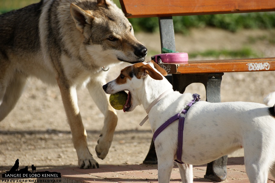 perro_lobo_checoslovaco_sangre_de_lobo_aldaron_parque_canino_amigos_5