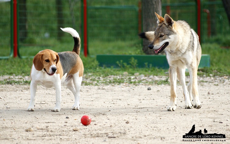 perro_lobo_checoslovaco_sangre_de_lobo_aldaron_parque_canino_amigos_6