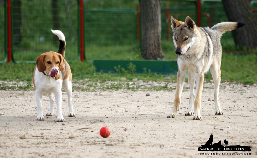 perro_lobo_checoslovaco_sangre_de_lobo_aldaron_parque_canino_amigos_7