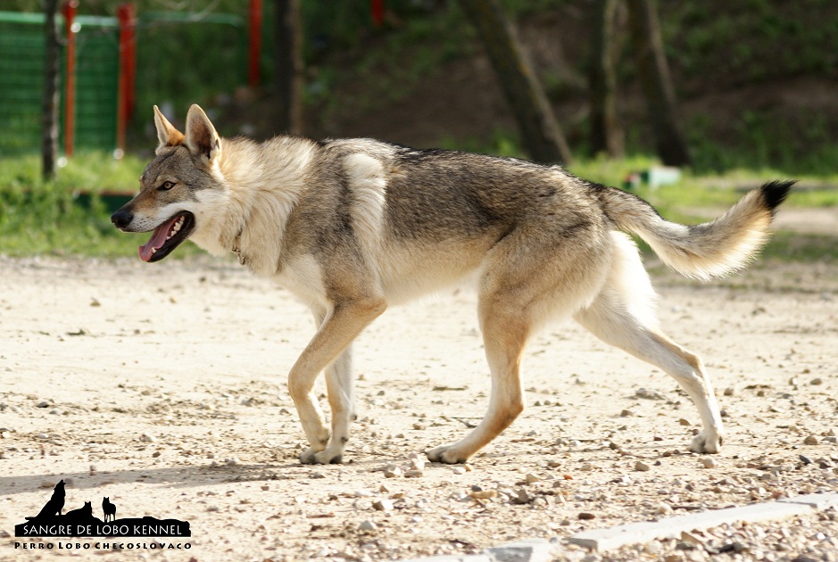 perro_lobo_checoslovaco_sangre_de_lobo_aldaron_parque_canino_amigos_8