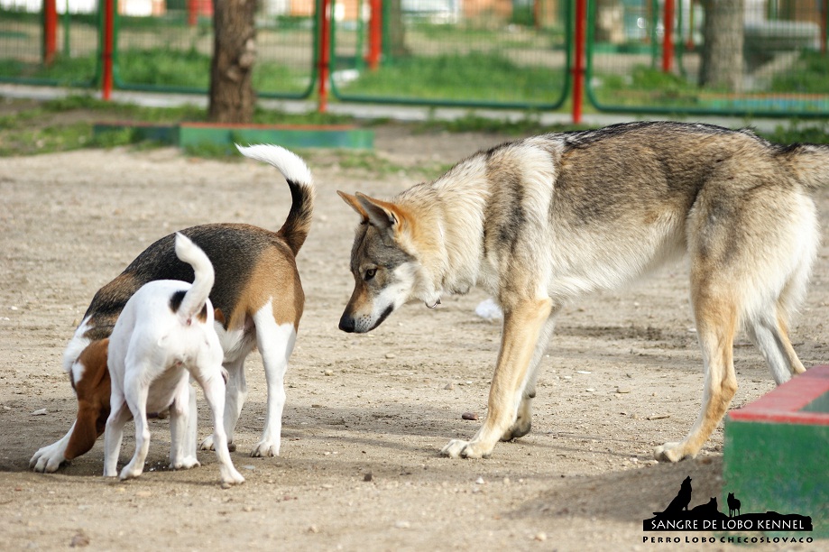 perro_lobo_checoslovaco_sangre_de_lobo_aldaron_parque_canino_amigos_9