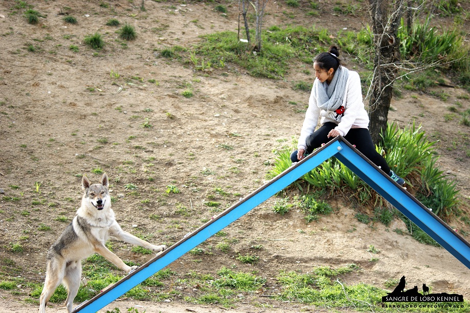 perro_lobo_checoslovaco_sangre_de_lobo_aldaron_parque_canino_empalizada_1