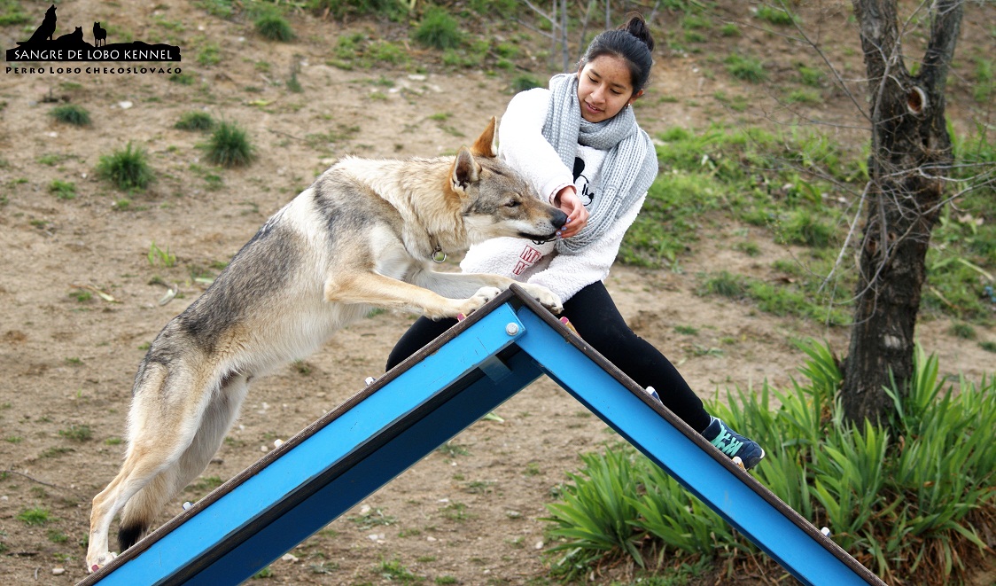 perro_lobo_checoslovaco_sangre_de_lobo_aldaron_parque_canino_empalizada_2