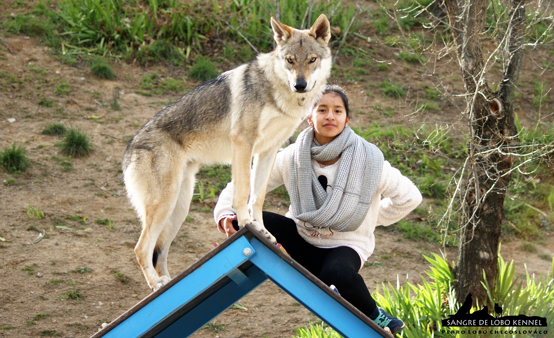 perro_lobo_checoslovaco_sangre_de_lobo_aldaron_parque_canino_empalizada_3