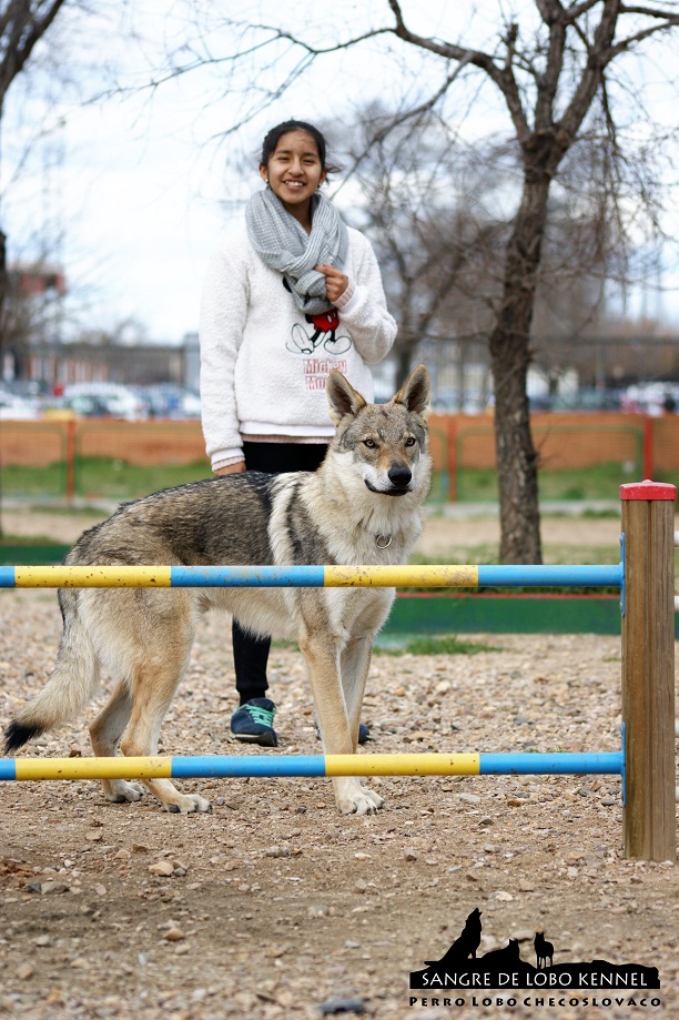 perro_lobo_checoslovaco_sangre_de_lobo_aldaron_parque_canino_salto_valla_2