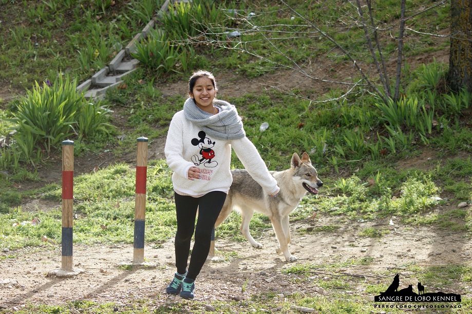 perro_lobo_checoslovaco_sangre_de_lobo_aldaron_parque_canino_slalom_1