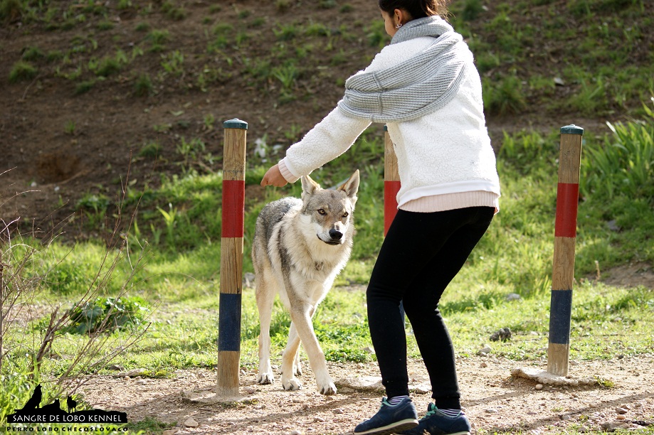 perro_lobo_checoslovaco_sangre_de_lobo_aldaron_parque_canino_slalom_3