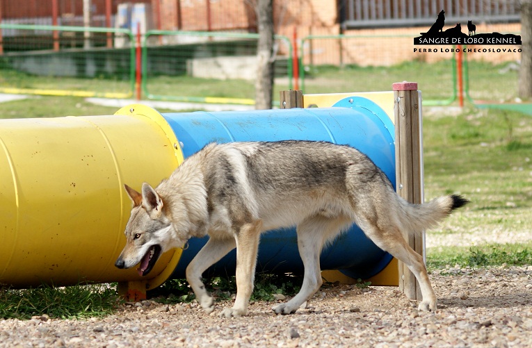 perro_lobo_checoslovaco_sangre_de_lobo_aldaron_parque_canino_tunel_1