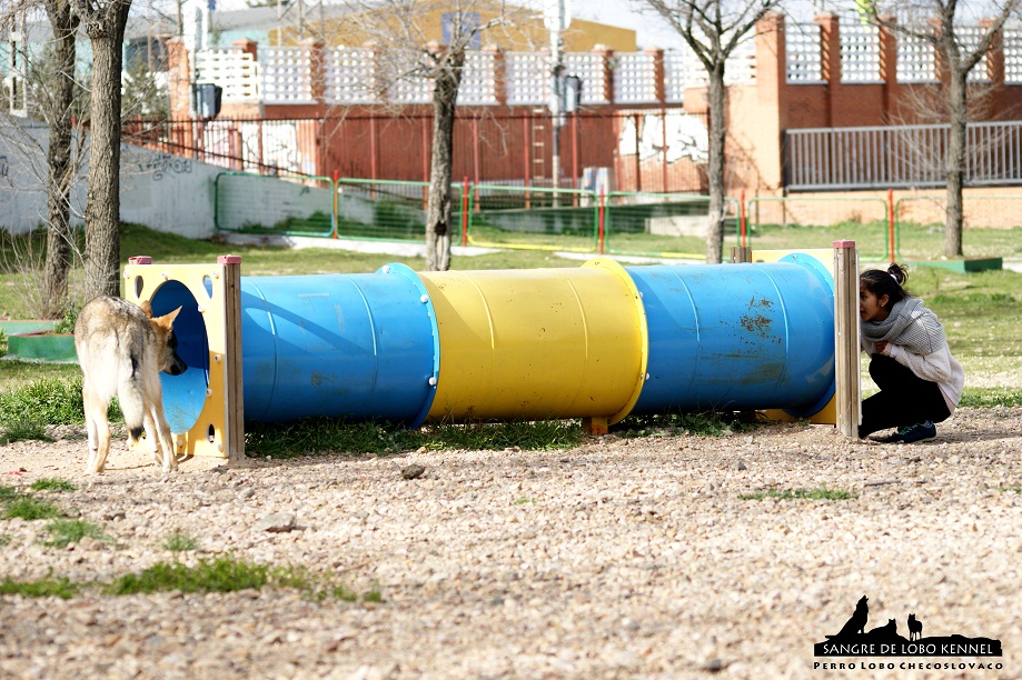 perro_lobo_checoslovaco_sangre_de_lobo_aldaron_parque_canino_tunel_2