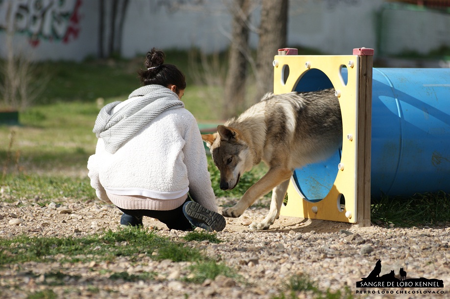 perro_lobo_checoslovaco_sangre_de_lobo_aldaron_parque_canino_tunel_3