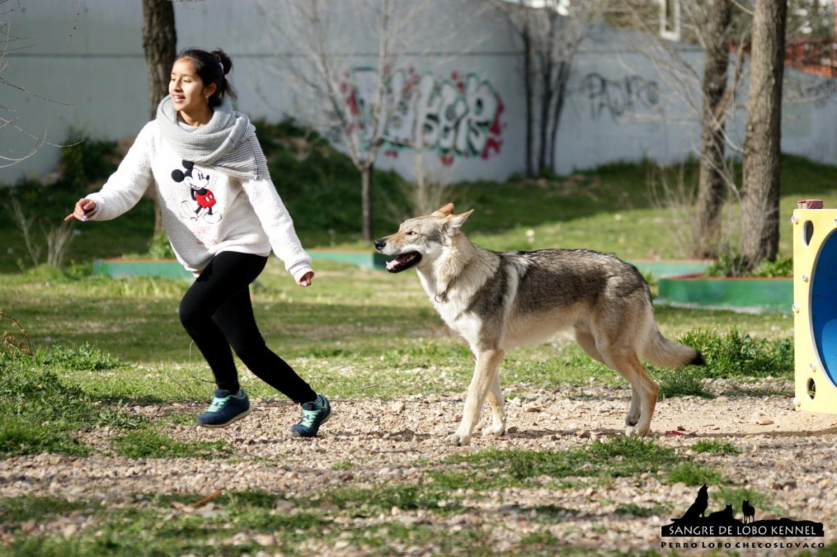 perro_lobo_checoslovaco_sangre_de_lobo_aldaron_parque_canino_tunel_4