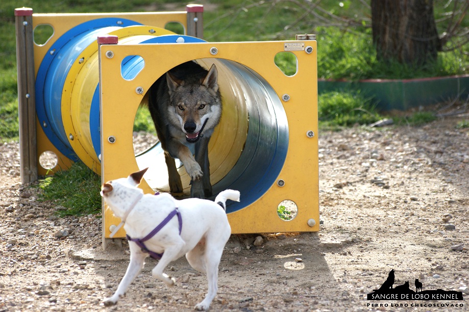 perro_lobo_checoslovaco_sangre_de_lobo_aldaron_parque_canino_tunel_5