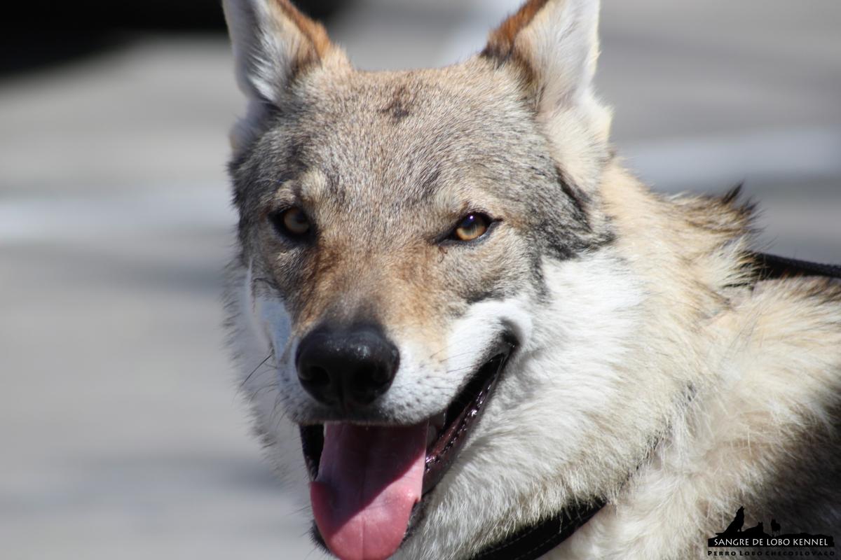 perro_lobo_checoslovaco_sangre_de_lobo_kennel_exposicion_dogshow_castilla_la_mancha_2016_02