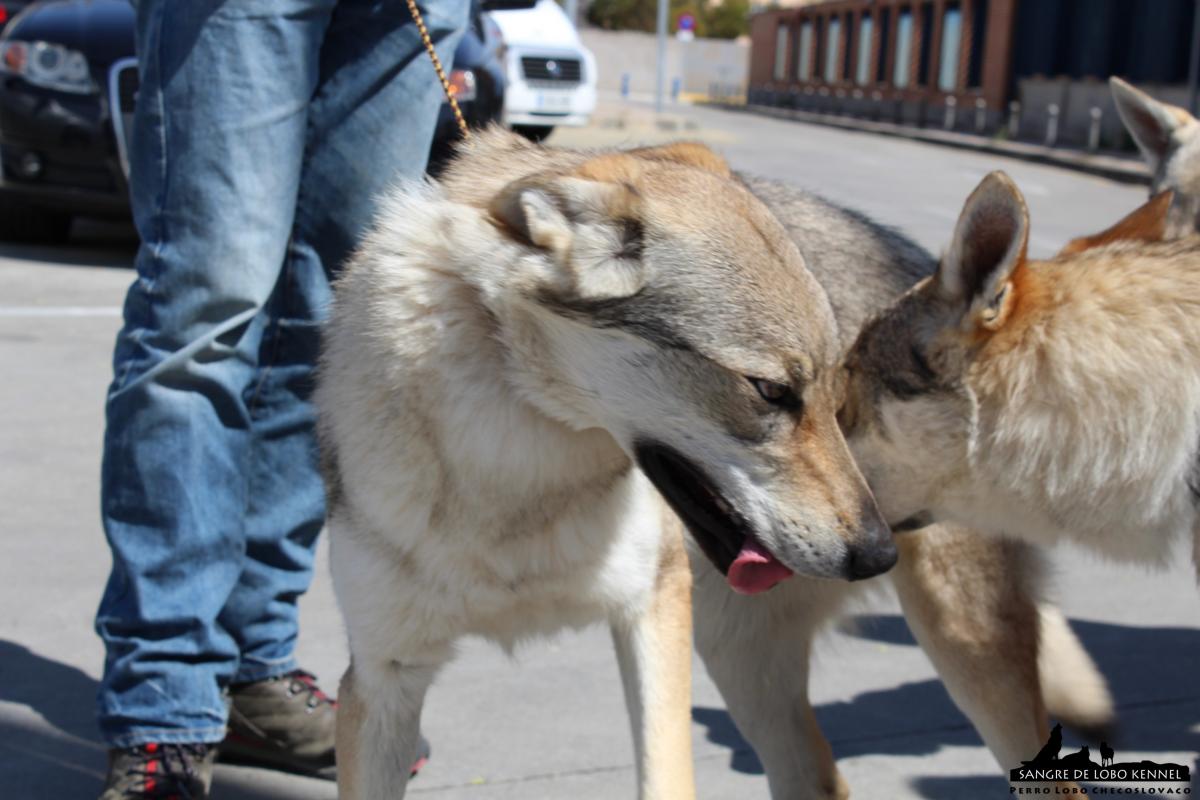 perro_lobo_checoslovaco_sangre_de_lobo_kennel_exposicion_dogshow_castilla_la_mancha_2016_03