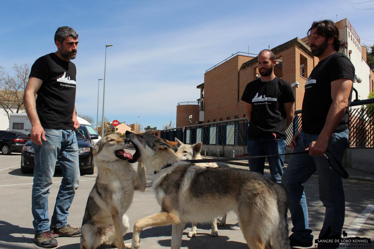 perro_lobo_checoslovaco_sangre_de_lobo_kennel_exposicion_dogshow_castilla_la_mancha_2016_04