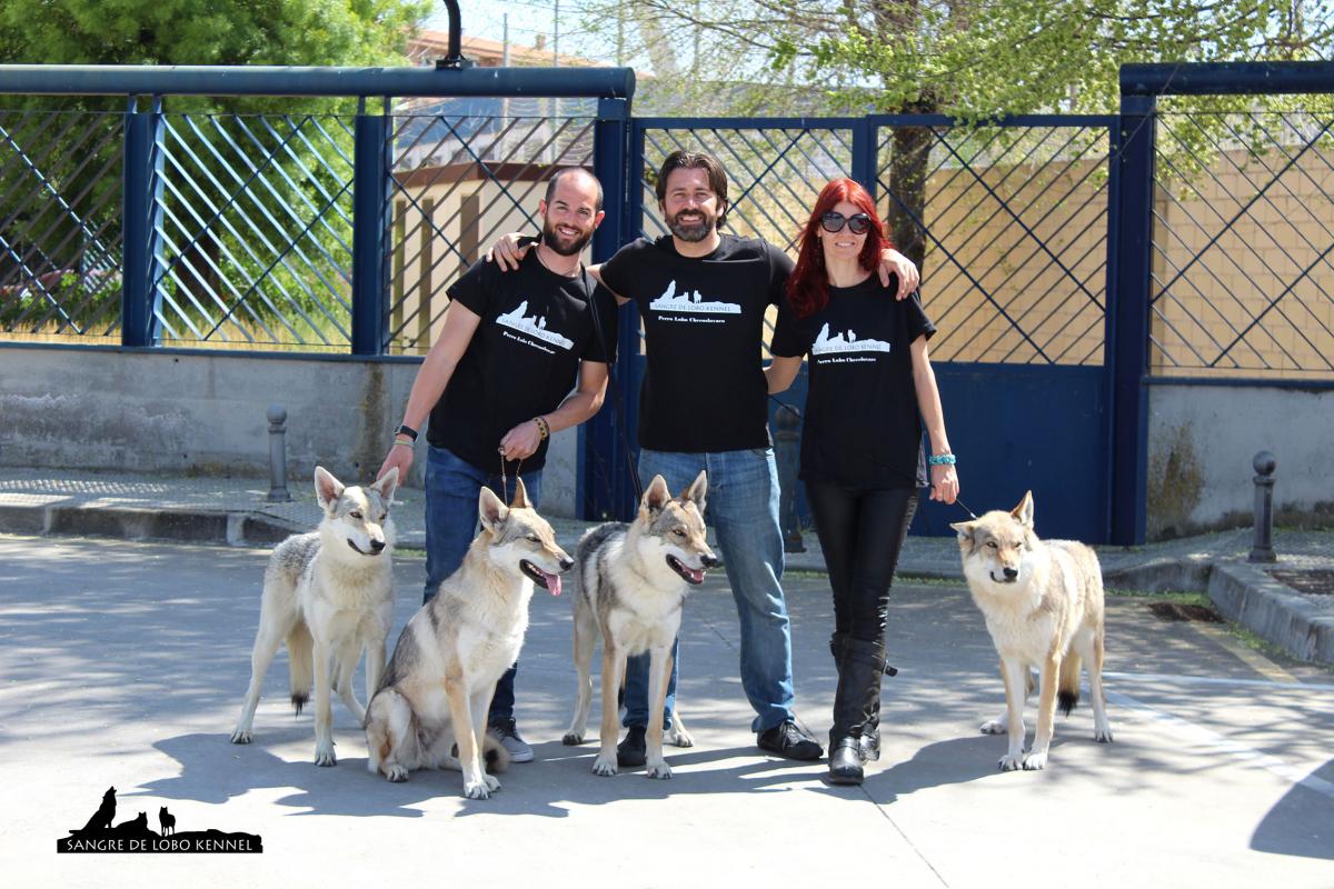 perro_lobo_checoslovaco_sangre_de_lobo_kennel_exposicion_dogshow_castilla_la_mancha_2016_05